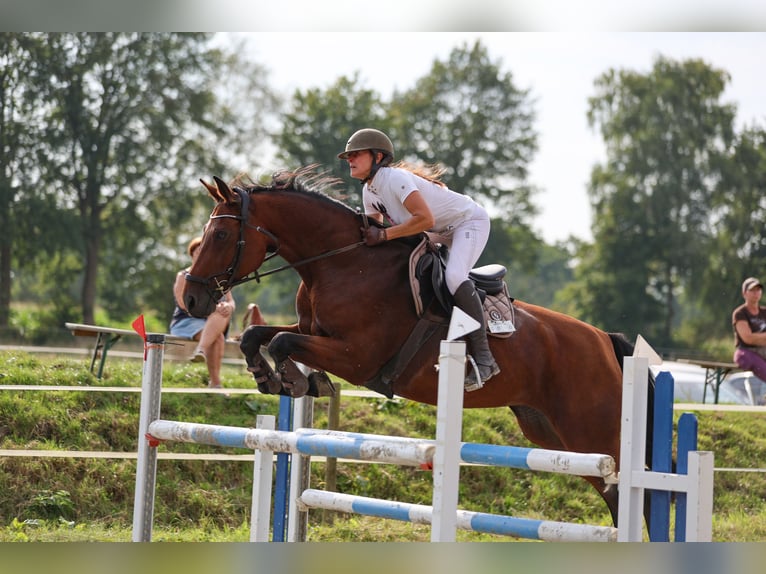 Rheinländer Stute 18 Jahre 168 cm Brauner in Kisdorf