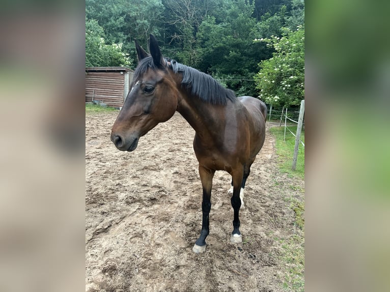 Rheinländer Stute 19 Jahre 158 cm Brauner in Kreuzwertheim