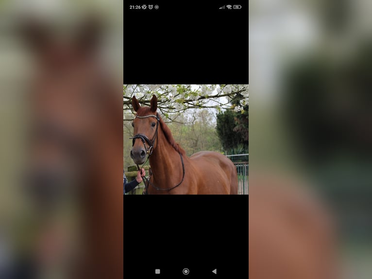 Rheinländer Stute 19 Jahre 167 cm Fuchs in Rheinberg