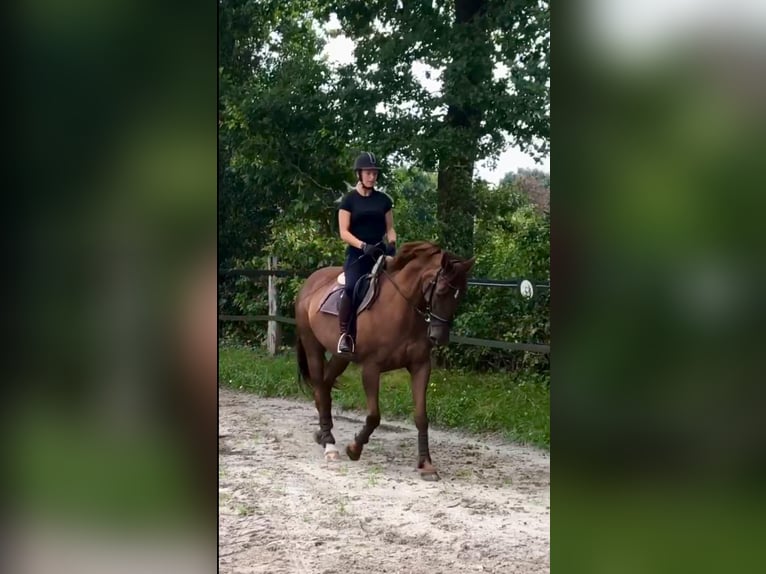 Rheinländer Stute 19 Jahre 168 cm Fuchs in Aurich