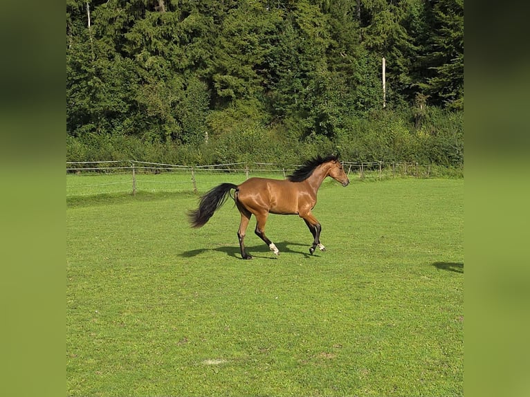 Rheinländer Stute 1 Jahr 158 cm Brauner in Memmingen