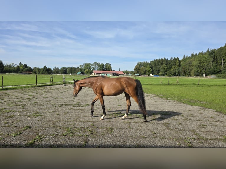 Rheinländer Stute 1 Jahr 158 cm Brauner in Memmingen