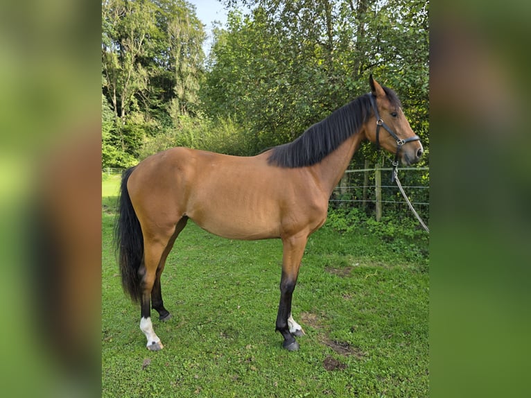 Rheinländer Stute 1 Jahr 158 cm Brauner in Memmingen