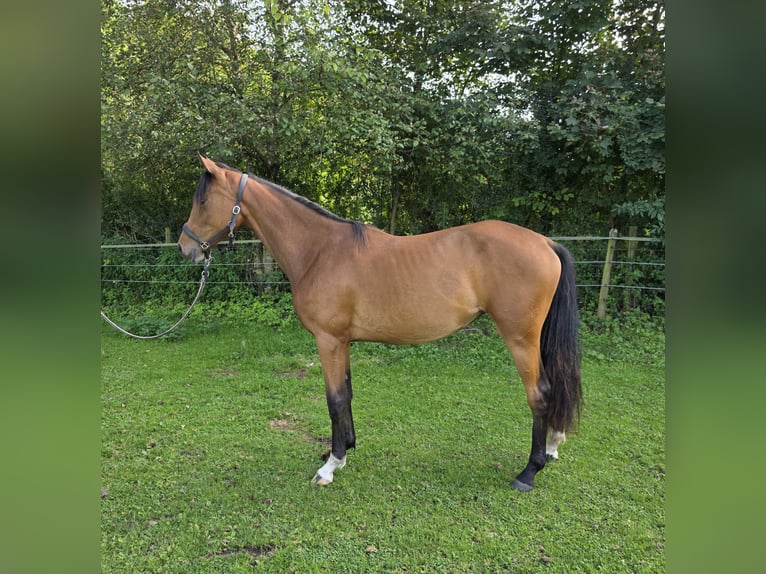 Rheinländer Stute 1 Jahr 158 cm Brauner in Memmingen