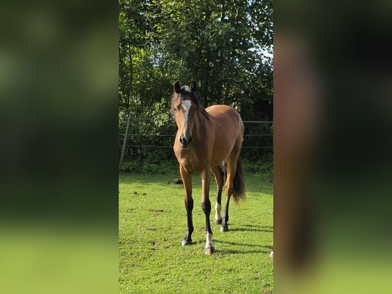 Rheinländer Stute 1 Jahr 158 cm Brauner in Memmingen