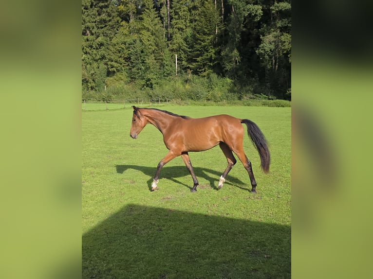 Rheinländer Stute 1 Jahr 158 cm Brauner in Memmingen