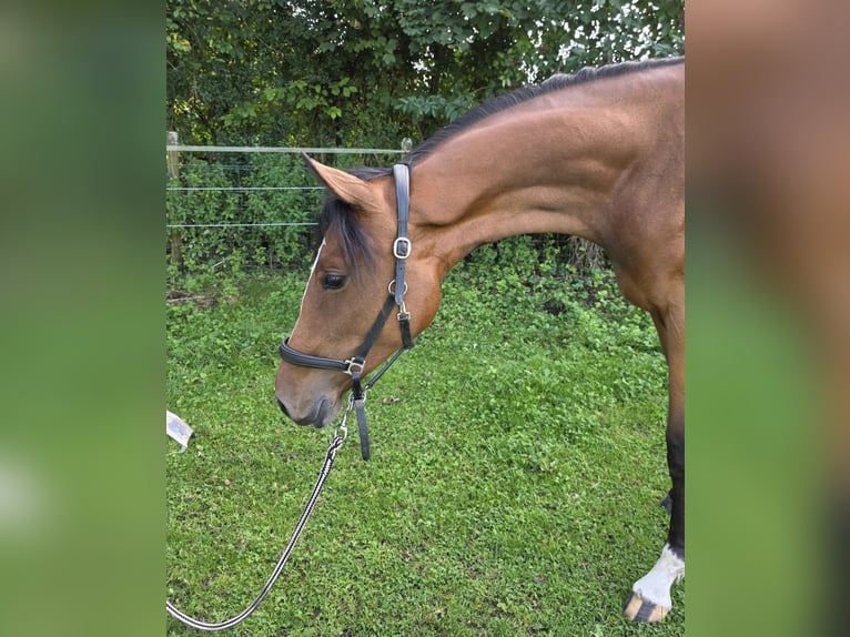 Rheinländer Stute 1 Jahr 158 cm Brauner in Memmingen