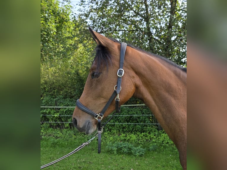 Rheinländer Stute 1 Jahr 158 cm Brauner in Memmingen