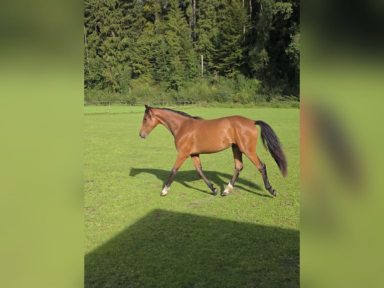 Rheinländer Stute 1 Jahr 158 cm Brauner in Memmingen