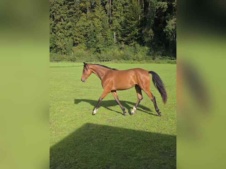 Rheinländer Stute 1 Jahr 158 cm Brauner in Memmingen
