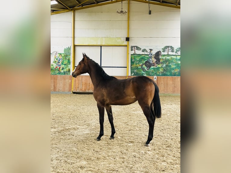 Rheinländer Stute 1 Jahr Brauner in Rees
