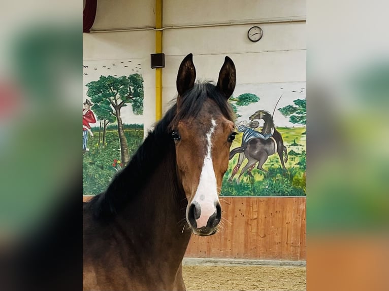 Rheinländer Stute 1 Jahr Brauner in Rees
