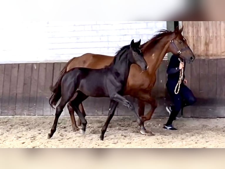 Rheinländer Stute 20 Jahre 167 cm Dunkelfuchs in Weeze