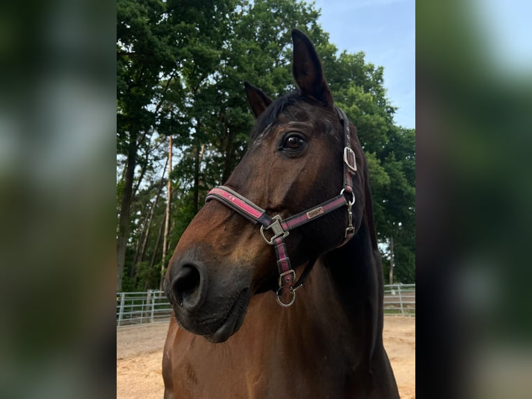 Rheinländer Stute 21 Jahre 173 cm Brauner in Nürnberg