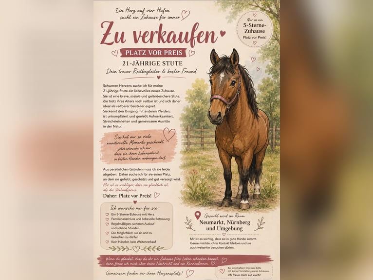 Rheinländer Stute 21 Jahre 173 cm Brauner in Nürnberg