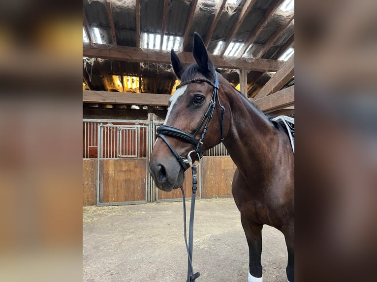 Rheinländer Stute 22 Jahre 164 cm Brauner in Kleve