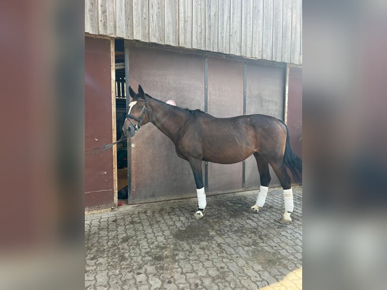 Rheinländer Stute 22 Jahre 164 cm Brauner in Kleve