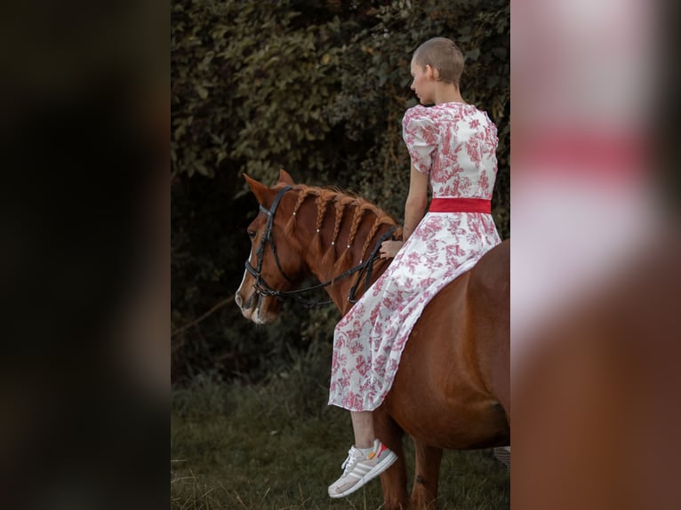 Rheinländer Stute 23 Jahre 148 cm Fuchs in Grevenbroich