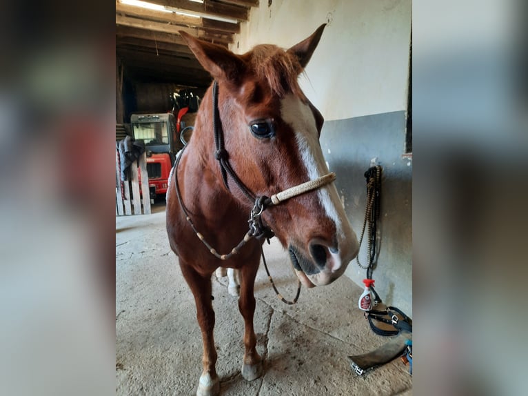 Rheinländer Stute 23 Jahre 148 cm Fuchs in Grevenbroich