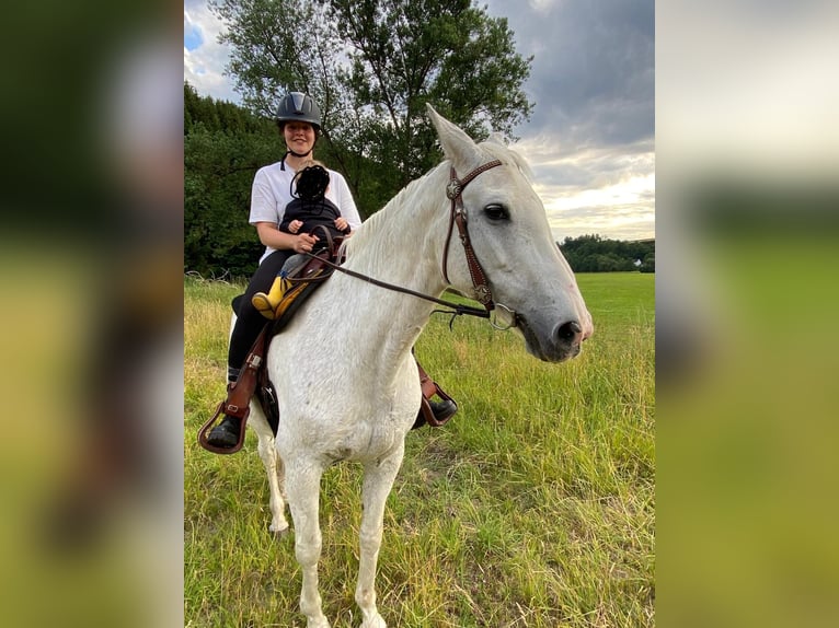 Rheinländer Stute 24 Jahre 167 cm Apfelschimmel in Schmallenberg