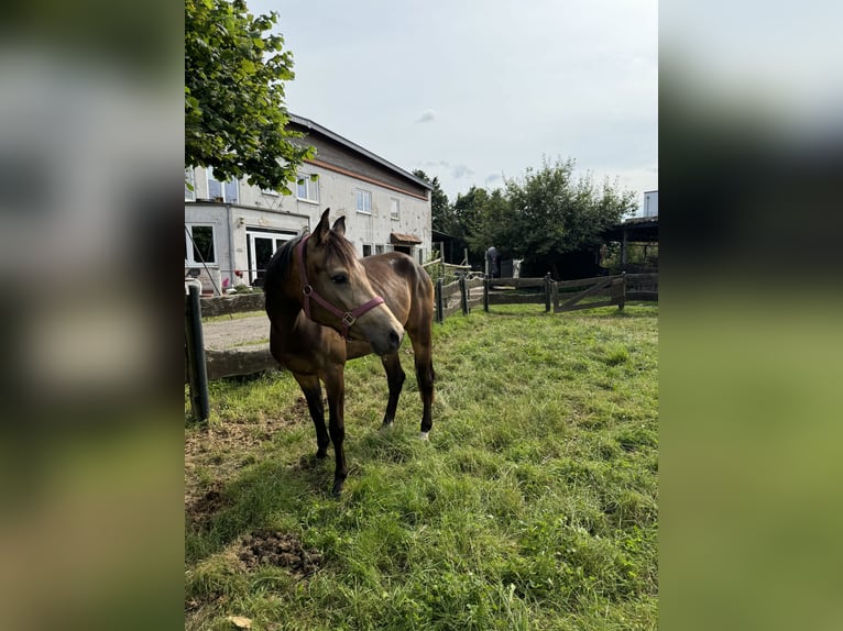 Rheinländer Stute 3 Jahre 156 cm Buckskin in Niederzier