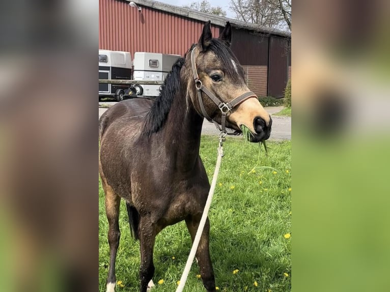 Rheinländer Stute 3 Jahre 156 cm Buckskin in Niederzier