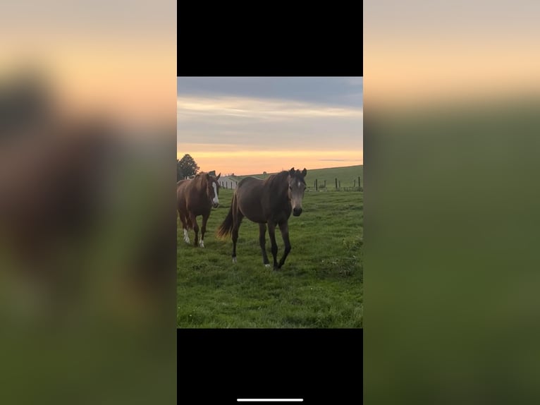 Rheinländer Stute 3 Jahre 156 cm Buckskin in Niederzier