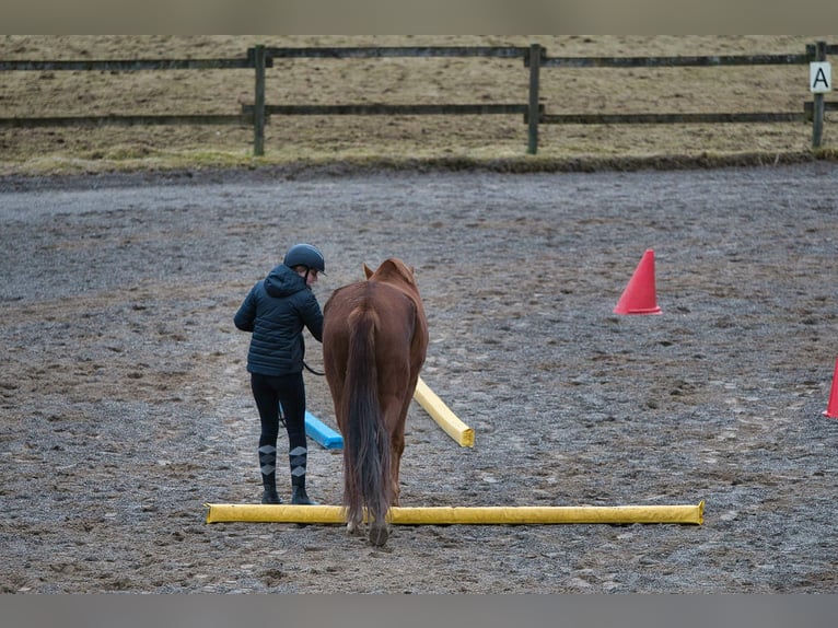 Rheinländer Stute 3 Jahre 163 cm Fuchs in Burladingen