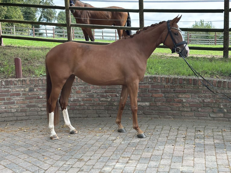 Rheinländer Stute 3 Jahre 163 cm Fuchs in Viersen