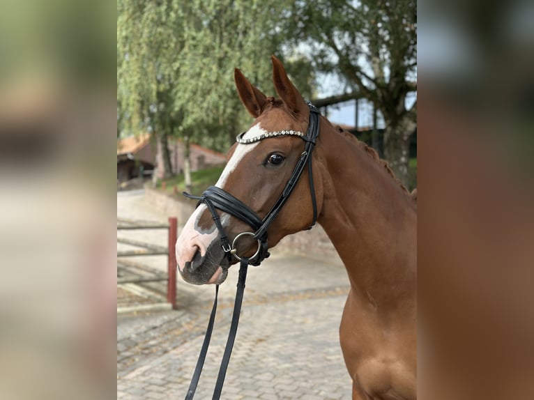 Rheinländer Stute 3 Jahre 163 cm Fuchs in Viersen