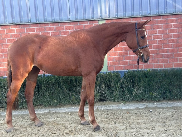 Rheinländer Stute 3 Jahre 168 cm Fuchs in Weeze