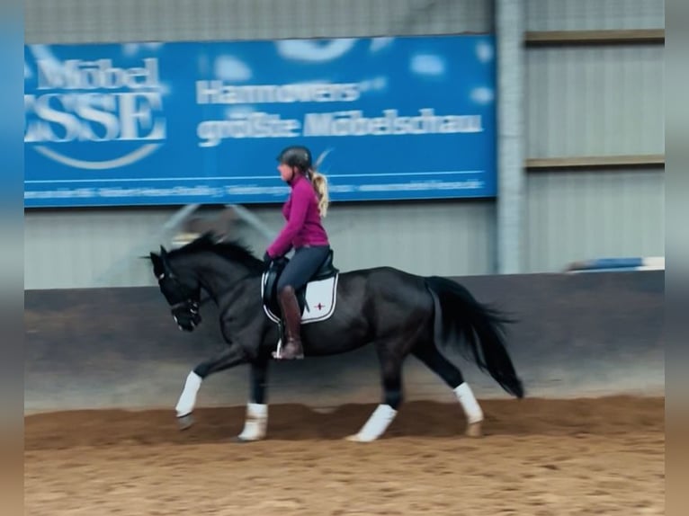 Rheinländer Stute 4 Jahre 158 cm Rappe in Garbsen