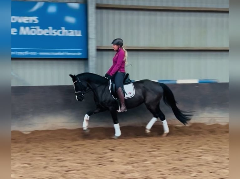 Rheinländer Stute 4 Jahre 158 cm Rappe in Garbsen