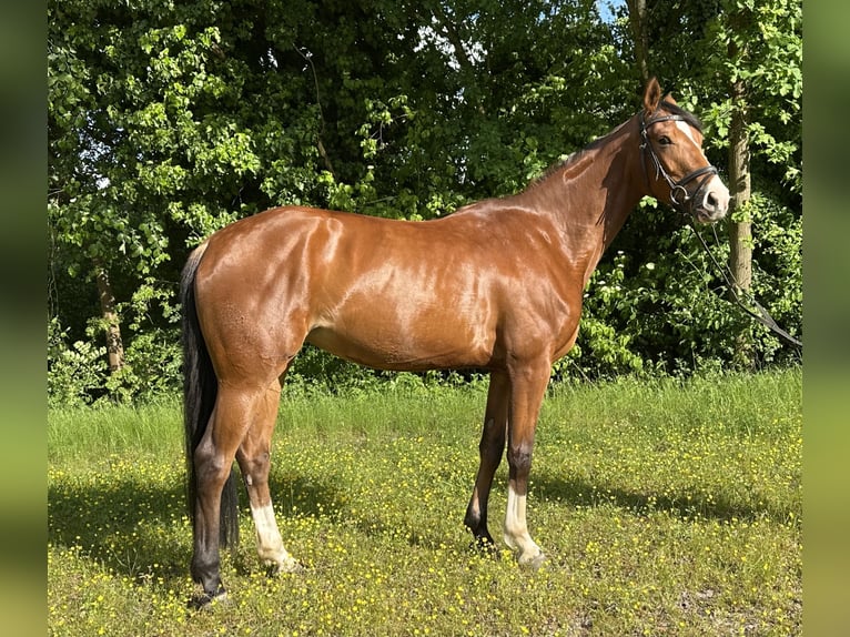 Rheinländer Stute 4 Jahre 162 cm Brauner in J&#xFC;chen