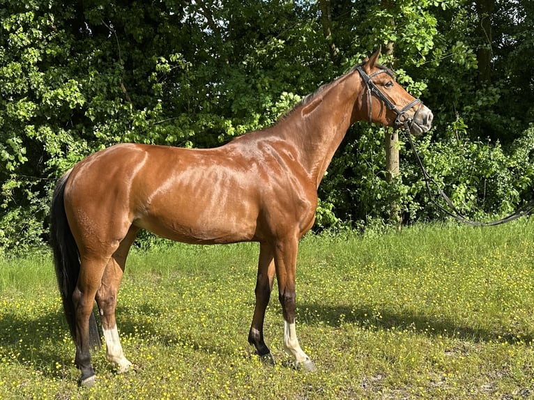 Rheinländer Stute 4 Jahre 162 cm Brauner in J&#xFC;chen