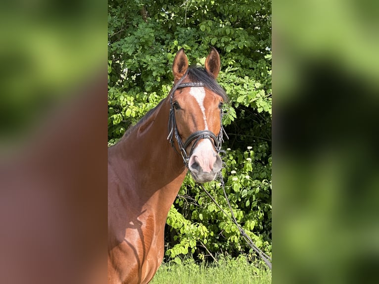 Rheinländer Stute 4 Jahre 162 cm Brauner in J&#xFC;chen