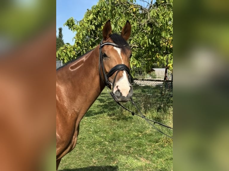 Rheinländer Stute 4 Jahre 163 cm Brauner in J&#xFC;chen