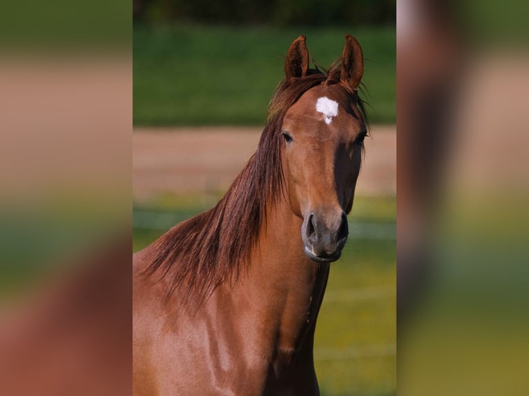 Rheinländer Stute 4 Jahre 165 cm Dunkelfuchs in Burladingen