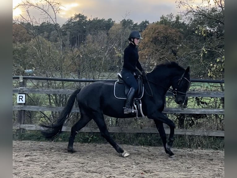 Rheinländer Stute 4 Jahre 165 cm Schwarzbrauner in Clenze