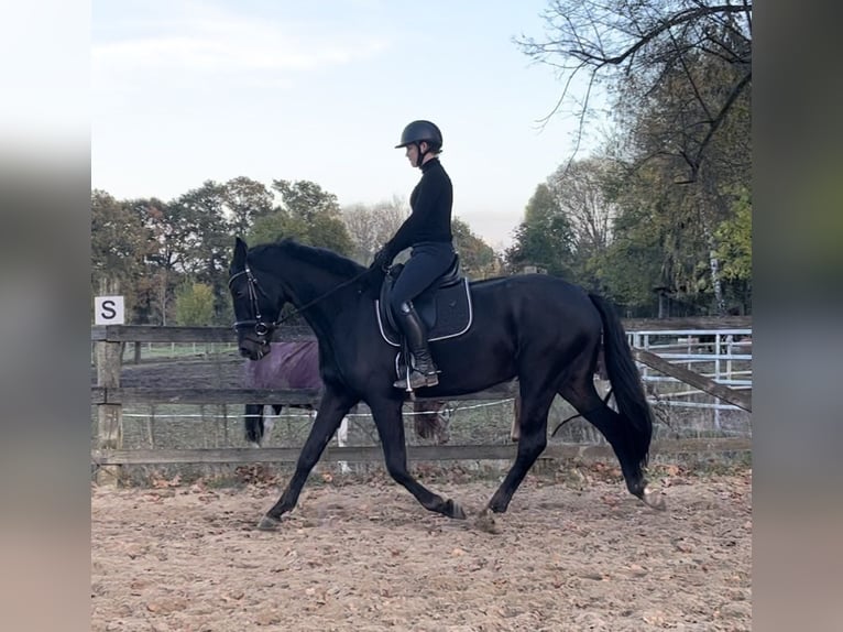 Rheinländer Stute 4 Jahre 165 cm Schwarzbrauner in Clenze