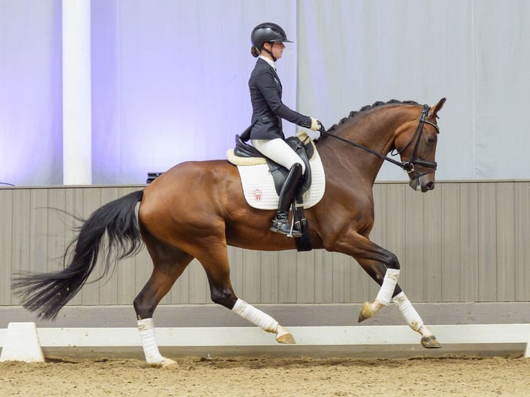 Rheinländer Stute 4 Jahre 166 cm Brauner in Mnster-Handorf