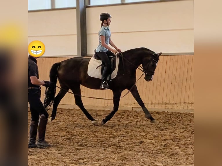 Rheinländer Stute 4 Jahre 167 cm Dunkelbrauner in Ober-Flörsheim