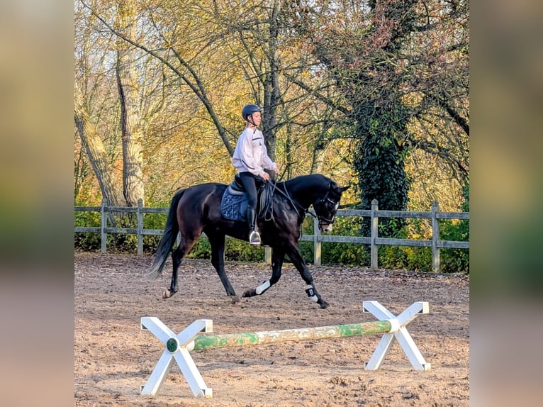 Rheinländer Stute 4 Jahre 167 cm Dunkelbrauner in Ober-Flörsheim