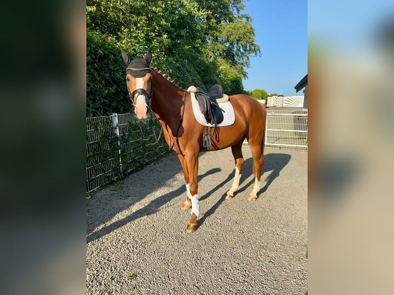 Rheinländer Stute 4 Jahre 167 cm Fuchs in Wermelskirchen
