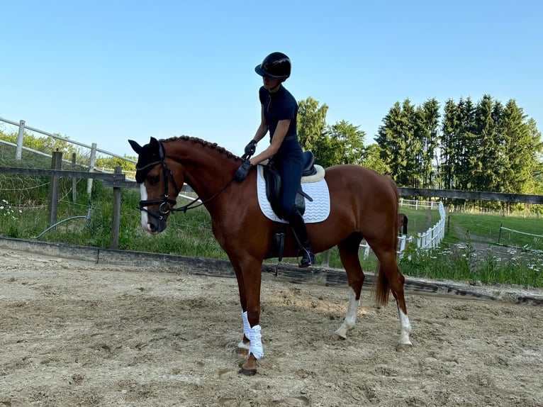 Rheinländer Stute 4 Jahre 167 cm Fuchs in Wermelskirchen