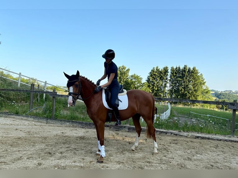 Rheinländer Stute 4 Jahre 167 cm Fuchs in Wermelskirchen