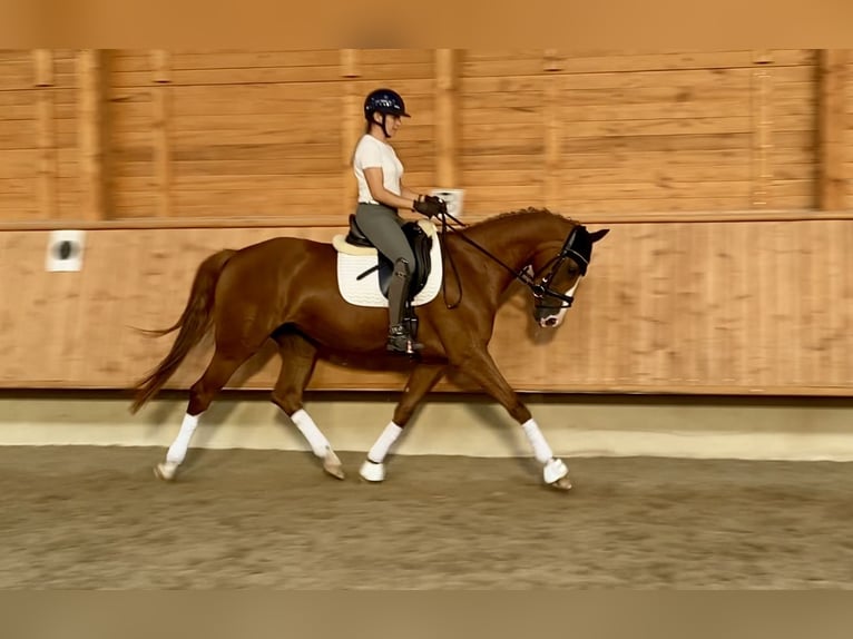 Rheinländer Stute 4 Jahre 167 cm Fuchs in Wermelskirchen