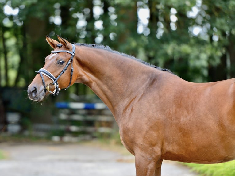 Rheinländer Stute 4 Jahre 168 cm Brauner in Visbek