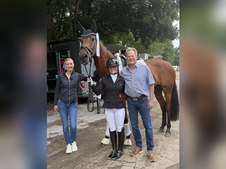 Rheinländer Stute 4 Jahre 170 cm Brauner in Solingen