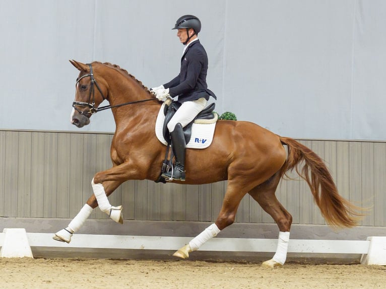 Rheinländer Stute 4 Jahre 170 cm Fuchs in Mnster-Handorf